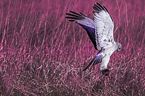 Flying Northern Harrier Marsh Hawk Captures Rodent (Purple Tint Photo)