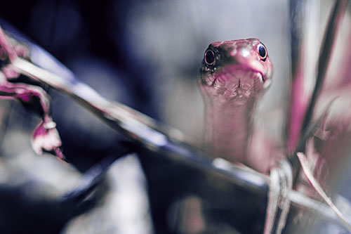Garter Snake Peeking Head Above Sticks (Purple Tint Photo)