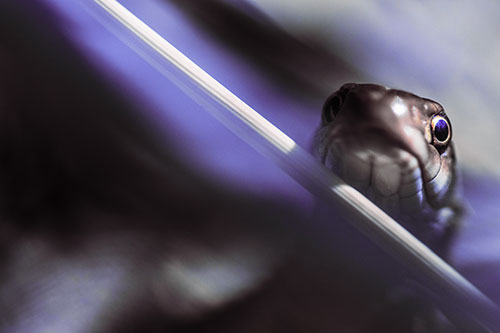Garter Snake Peeking Head Over Dried Fescue Grass Blade (Purple Tint Photo)