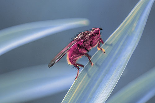 Golden Dung Fly Perched Along Sloping Fescue Grass Blade (Purple Tint Photo)