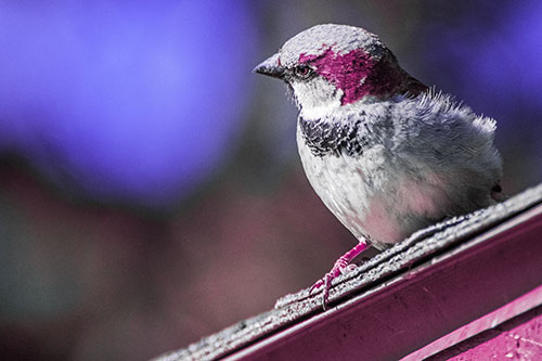 Head Tilting House Sparrow Perched Along Rooftop (Purple Tint Photo)