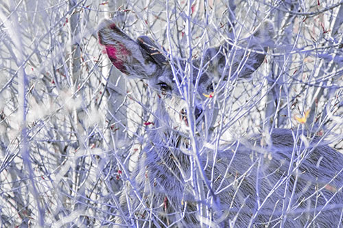 Hidden Mule Deer Watching Behind Tree Branches (Purple Tint Photo)