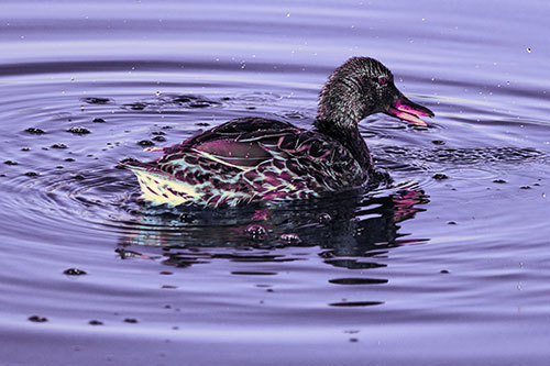 Joyful Water Splashing Mallard Duck Enjoying Calm Lake (Purple Tint Photo)