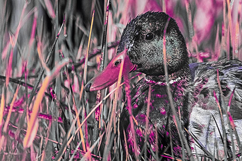 Male Mallard Duck Resting Among Reed Grass (Purple Tint Photo)
