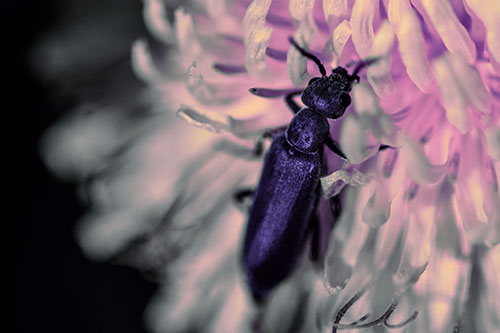 Oedemera Beetle Feasting Among Dandelion (Purple Tint Photo)