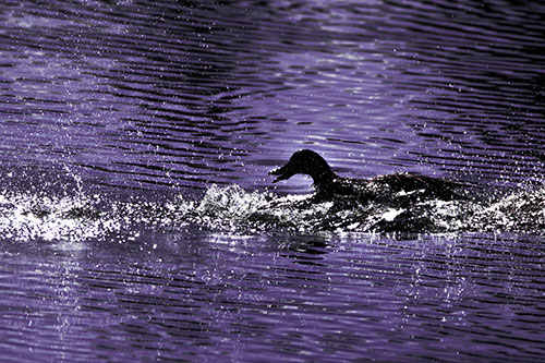 Playful Mallard Duck Gets Splashed Among Lake Horizon (Purple Tint Photo)