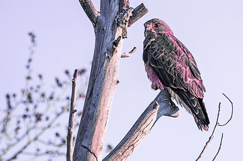 Rough Legged Hawk Perched Atop Tree Branch (Purple Tint Photo)