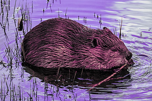 Sitting Beaver Nibbles Branch Along Shallow Rivershore (Purple Tint Photo)