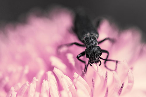 Snarling Oedemera Beetle Eating Dandelion Pollen (Purple Tint Photo)