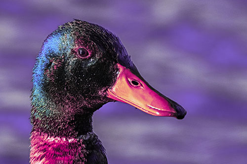 Soaked Male Mallard Duck Watching Among Lake (Purple Tint Photo)
