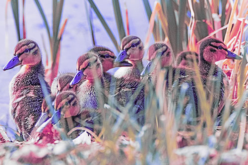 Ten Baby Mallard Ducklings Resting Among Reed Grass (Purple Tint Photo)