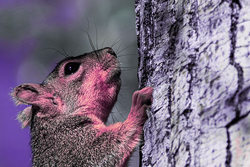 Tree Climbing Squirrel Gazing Upwards (Purple Tint Photo)