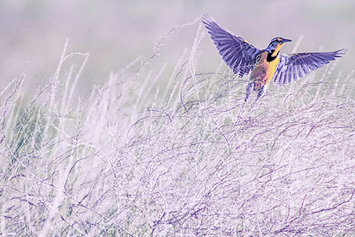 Western Meadowlark Takes Flight Off Branches (Purple Tint Photo)