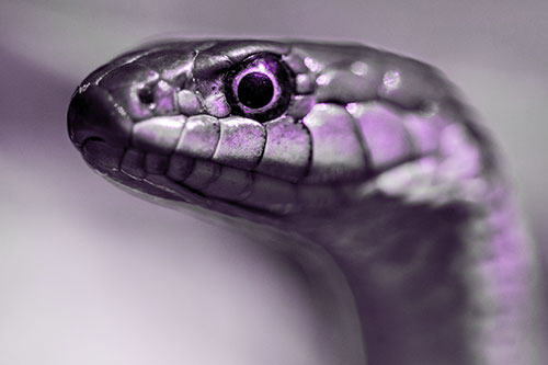 Alert Garter Snake Keeping Eye Out (Purple Tone Photo)