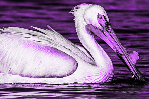 Beak Dipping Pelican Eying Across Lake Water (Purple Tone Photo)
