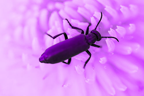 Crawling Oedemera Beetle Searching Atop Dandelion (Purple Tone Photo)