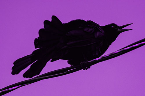 Crouching Great Tailed Grackle Squeaking Atop Cable (Purple Tone Photo)