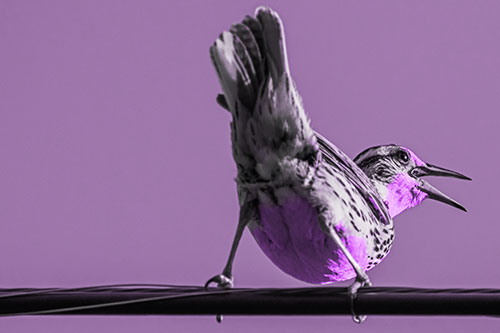 Crouching Western Meadowlark Singing Towards Sunlight (Purple Tone Photo)