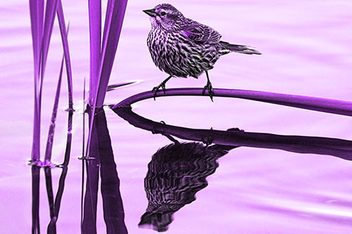 Female Red Winged Blackbird Casts Reflection Atop Bent Water Reed (Purple Tone Photo)