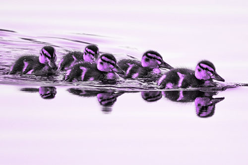 Five Baby Mallard Ducklings Swimming Across Lake Water (Purple Tone Photo)
