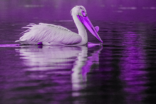 Floating Pelican Reflection Among Lake Water (Purple Tone Photo)