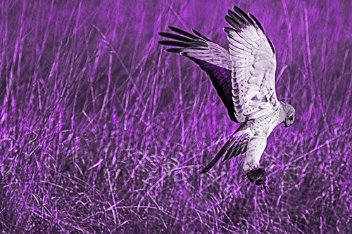 Flying Northern Harrier Marsh Hawk Captures Rodent (Purple Tone Photo)