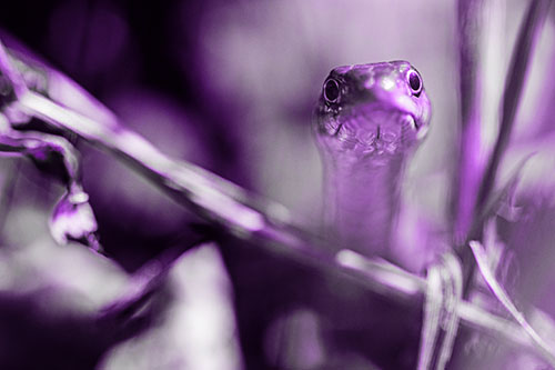 Garter Snake Peeking Head Above Sticks (Purple Tone Photo)