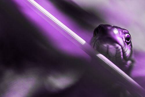 Garter Snake Peeking Head Over Dried Fescue Grass Blade (Purple Tone Photo)