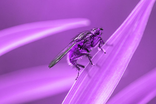 Golden Dung Fly Perched Along Sloping Fescue Grass Blade (Purple Tone Photo)