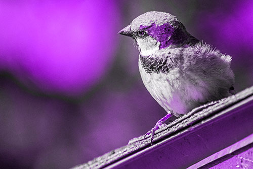 Head Tilting House Sparrow Perched Along Rooftop (Purple Tone Photo)