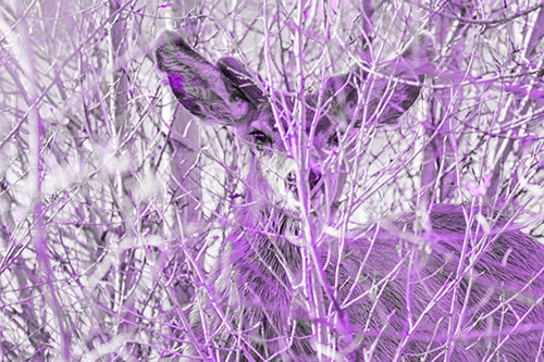 Hidden Mule Deer Watching Behind Tree Branches (Purple Tone Photo)