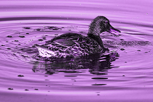 Joyful Water Splashing Mallard Duck Enjoying Calm Lake (Purple Tone Photo)