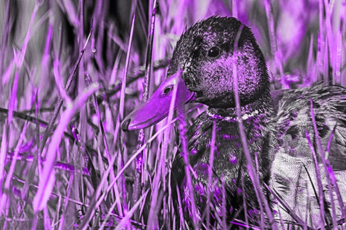 Male Mallard Duck Resting Among Reed Grass (Purple Tone Photo)
