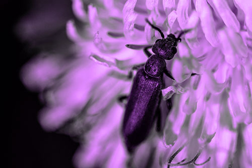 Oedemera Beetle Feasting Among Dandelion (Purple Tone Photo)