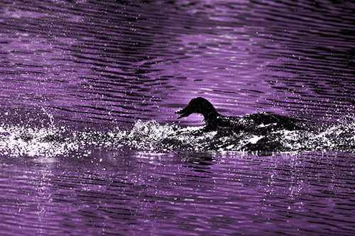 Playful Mallard Duck Gets Splashed Among Lake Horizon (Purple Tone Photo)