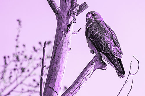 Rough Legged Hawk Perched Atop Tree Branch (Purple Tone Photo)