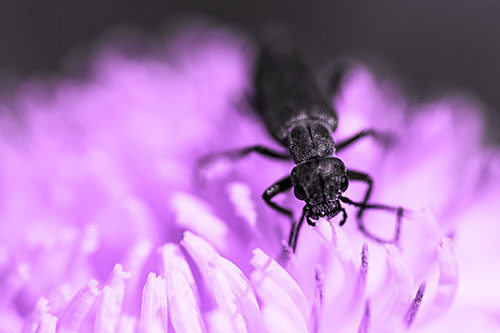 Snarling Oedemera Beetle Eating Dandelion Pollen (Purple Tone Photo)