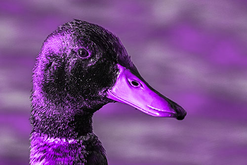 Soaked Male Mallard Duck Watching Among Lake (Purple Tone Photo)