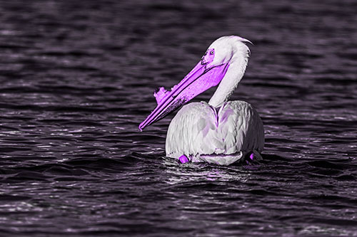 Swimming Pelican Glances Backwards Among Lake Water (Purple Tone Photo)