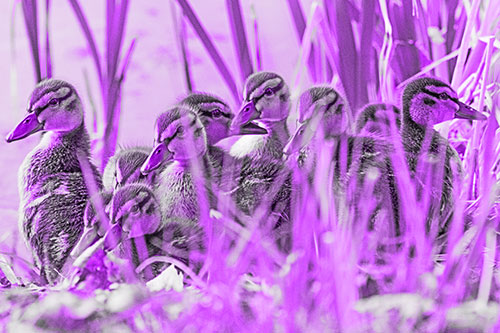 Ten Baby Mallard Ducklings Resting Among Reed Grass (Purple Tone Photo)