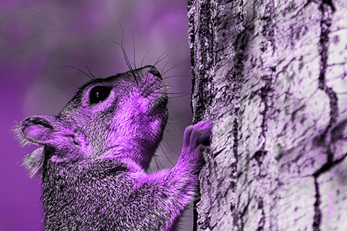 Tree Climbing Squirrel Gazing Upwards (Purple Tone Photo)