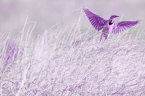 Western Meadowlark Takes Flight Off Branches (Purple Tone Photo)