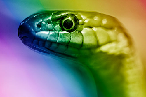 Alert Garter Snake Keeping Eye Out (Rainbow Shade Photo)