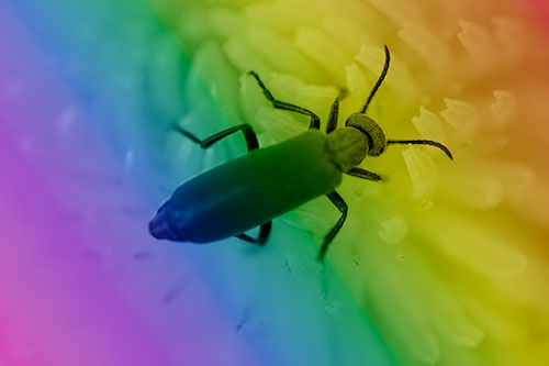Crawling Oedemera Beetle Searching Atop Dandelion (Rainbow Shade Photo)