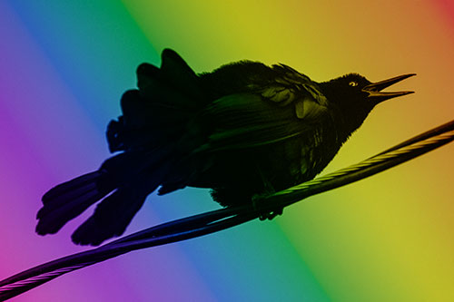 Crouching Great Tailed Grackle Squeaking Atop Cable (Rainbow Shade Photo)