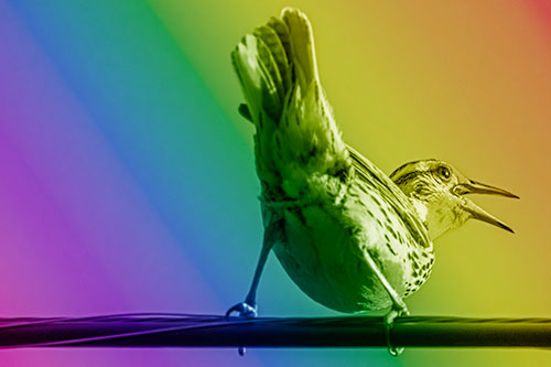 Crouching Western Meadowlark Singing Towards Sunlight (Rainbow Shade Photo)
