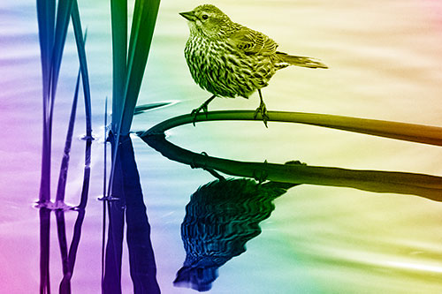 Female Red Winged Blackbird Casts Reflection Atop Bent Water Reed (Rainbow Shade Photo)