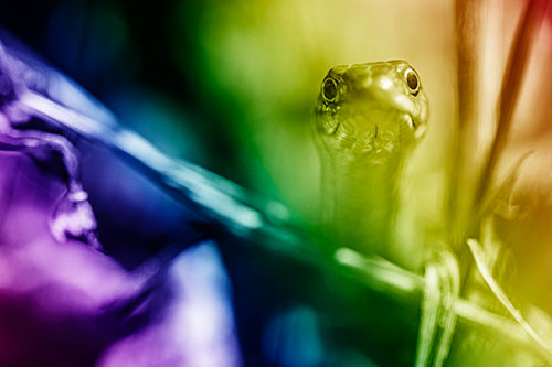 Garter Snake Peeking Head Above Sticks (Rainbow Shade Photo)