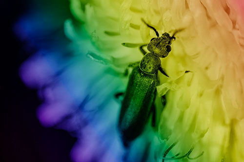 Oedemera Beetle Feasting Among Dandelion (Rainbow Shade Photo)