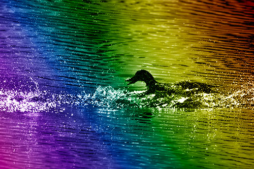 Playful Mallard Duck Gets Splashed Among Lake Horizon (Rainbow Shade Photo)